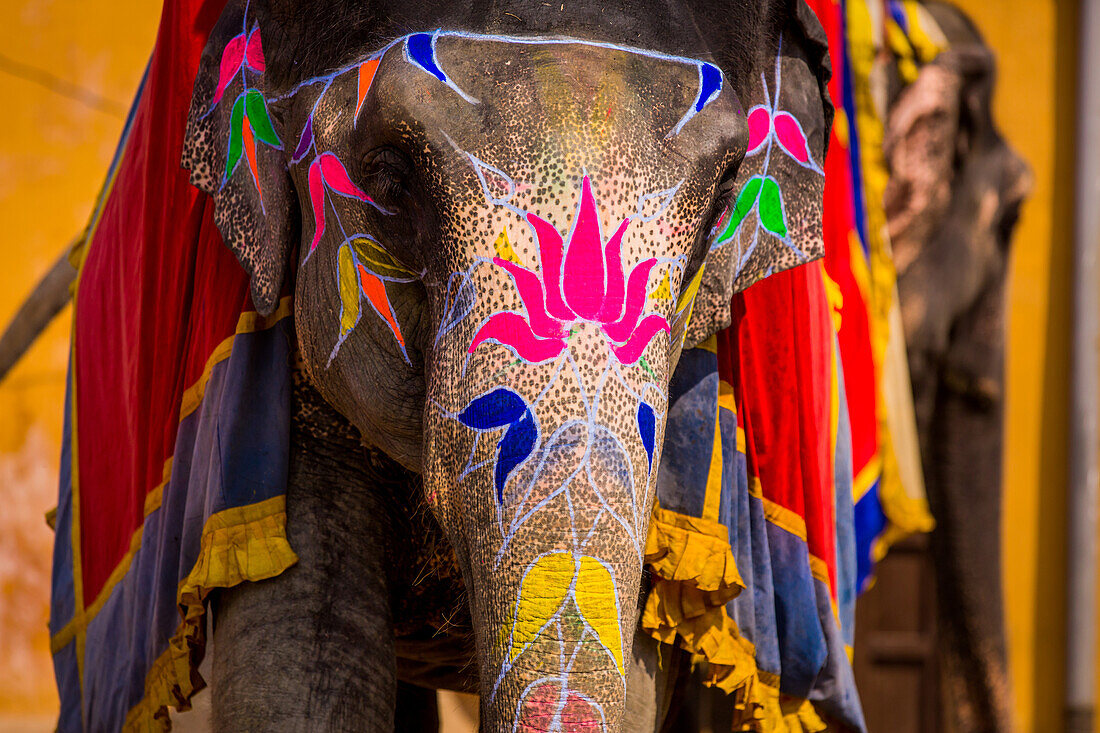 Painted elephant, Amer Fort, Jaipur, Rajasthan, India, Asia