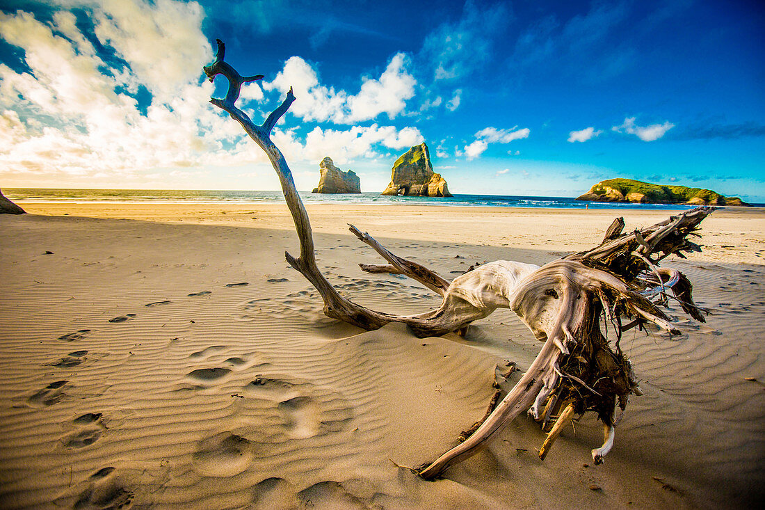 Treibholz in Golden Bay, Tasman Region, Südinsel, Neuseeland, Pazifik