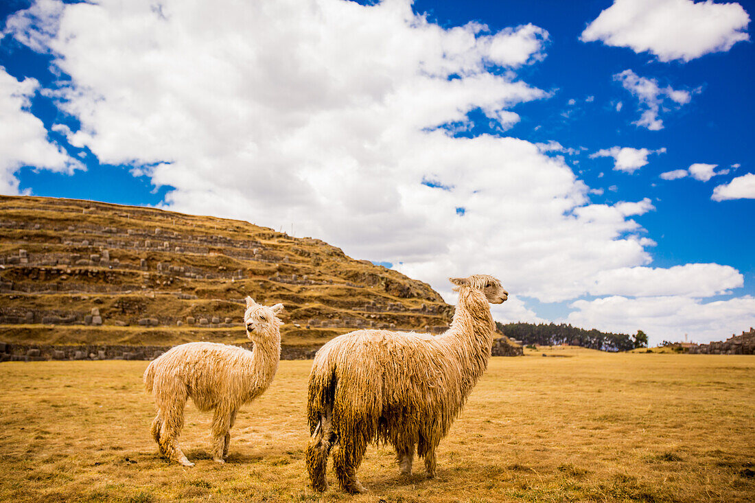 Zwei Lamas, Sacsayhuaman Ruinen, Cusco, Peru, Südamerika