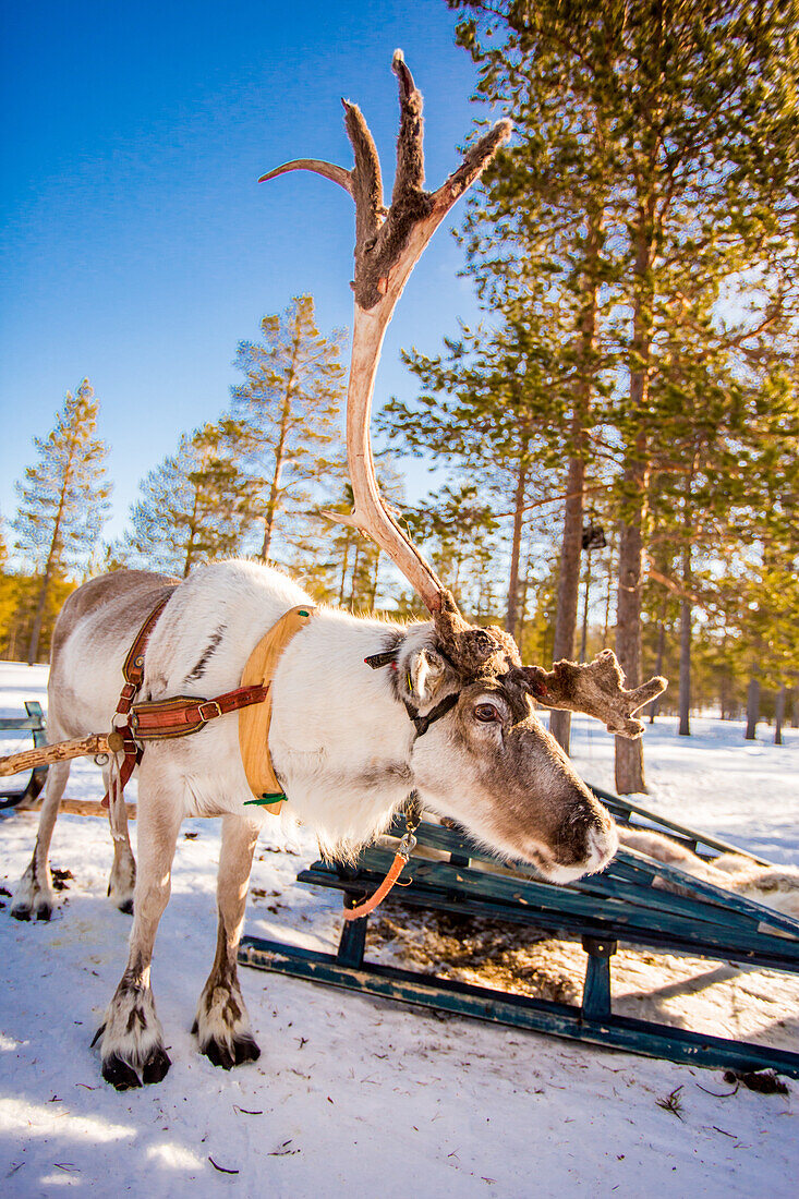 Reindeer Safari, Kakslauttanen Igloo Village, Saariselka, Finland, Scandinavia, Europe