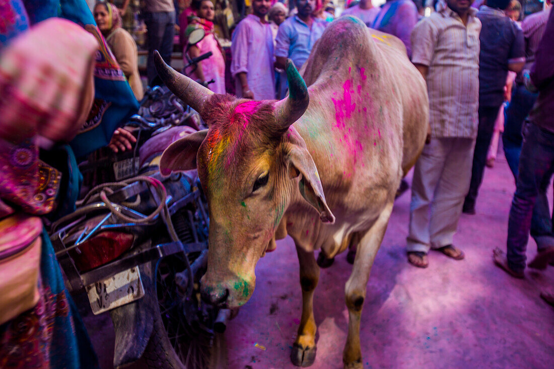 Holy cow, pigment throwing Holi Festival, Vrindavan, Uttar Pradesh, India, Asia