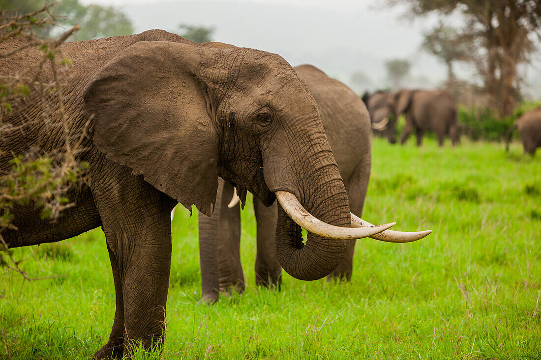African elephants on safari, Mizumi Safari Park, Tanzania, East Africa, Africa