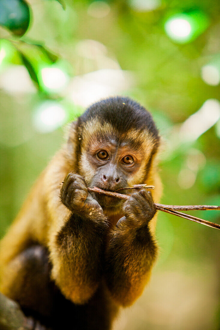 Portrait of a monkey, Johannesburg, South Africa, Africa