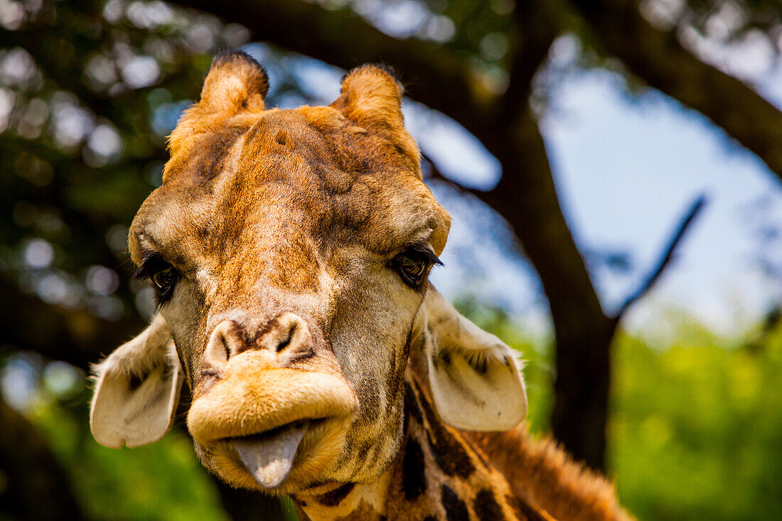 Giraffe macht ein lustiges Gesicht, Krüger Nationalpark, Johannesburg, Südafrika, Afrika