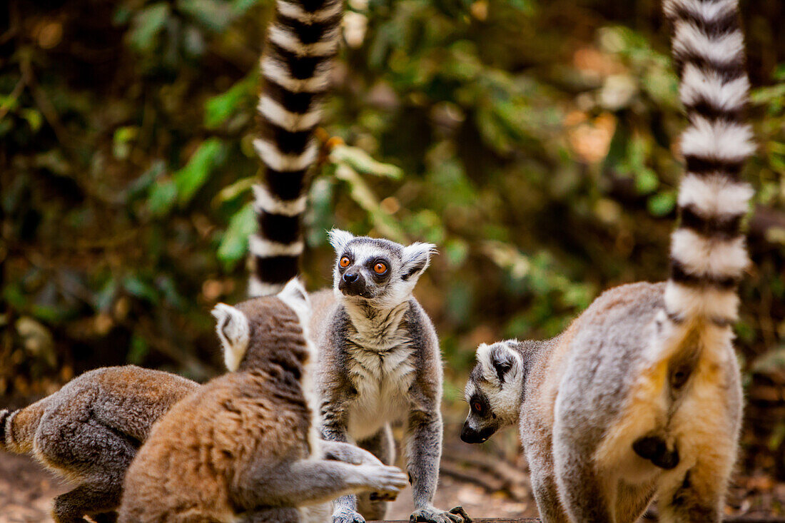 Madagascar lemurs, Johannesburg, South Africa, Africa