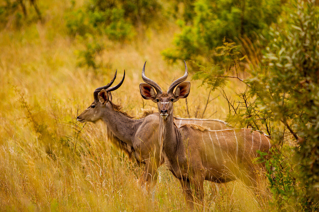 Wildes Hirsch, im Krüger Nationalpark, Johannesburg, Südafrika, Afrika