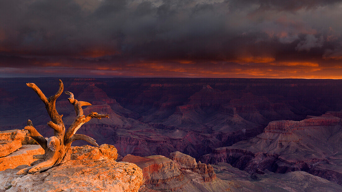 First light illuminates an old gnarled tree embedded in rocks with unsurpassed views of the Grand Canyon below, UNESCO World Heritage Site, Arizona, United States of America, North America