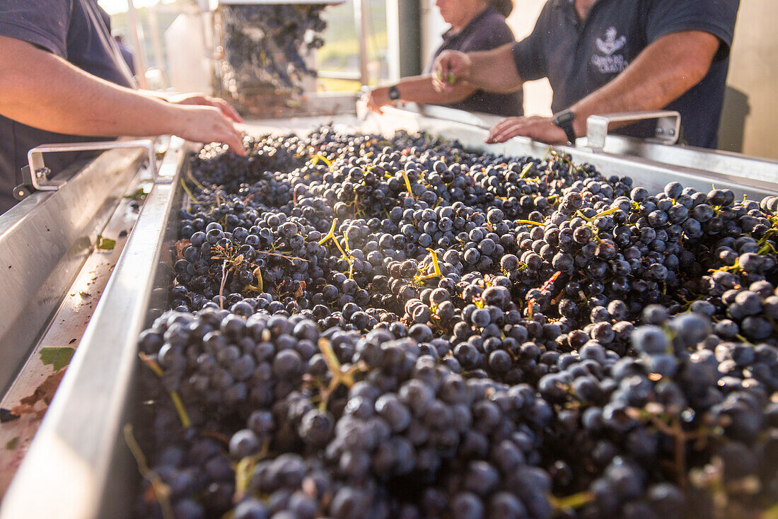 Sorting freshly harvested grapes at a winery in the Alto Douro region of Portugal, Europe