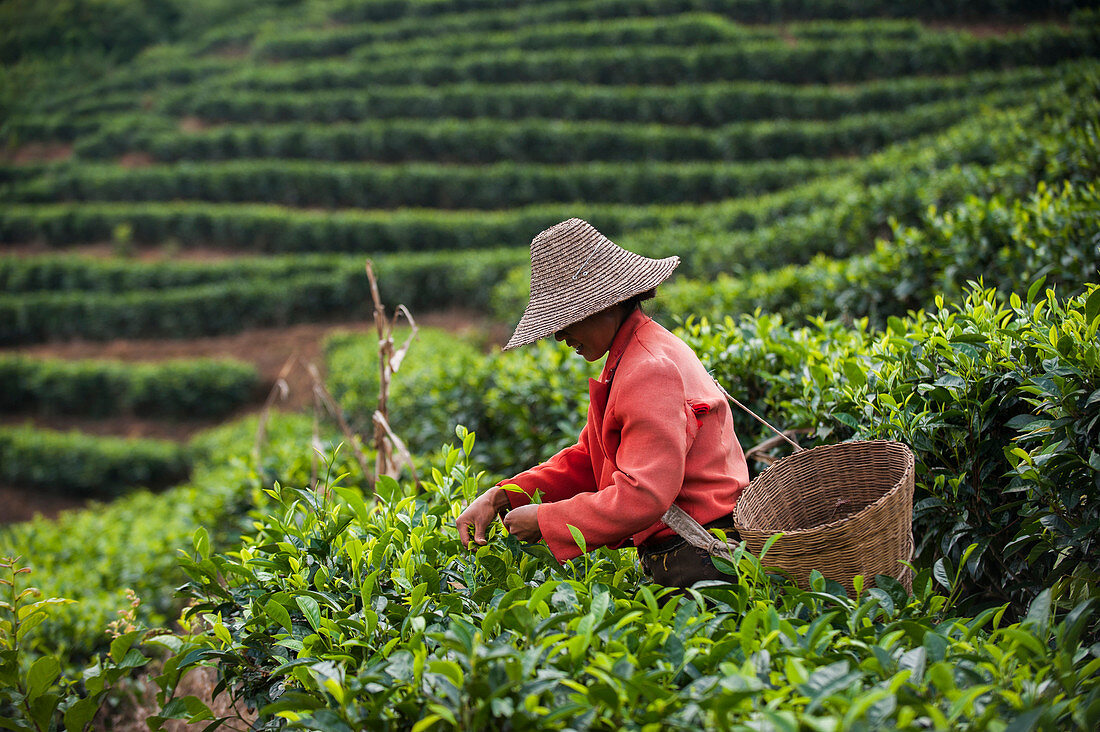 Eine Frau sammelt Teeblätter auf einem Puer-Teehaus in der Provinz Yunnan, China, Asien