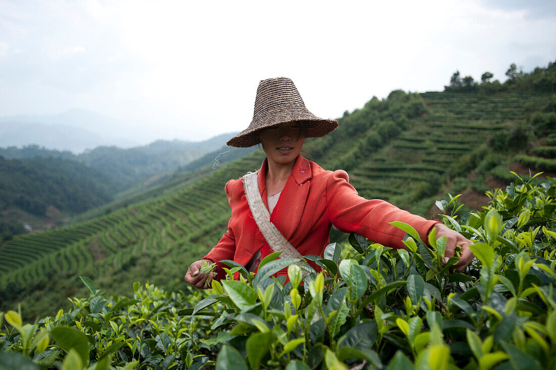 Eine Frau sammelt Teeblätter auf einem Puer-Teehaus in der Provinz Yunnan, China, Asien