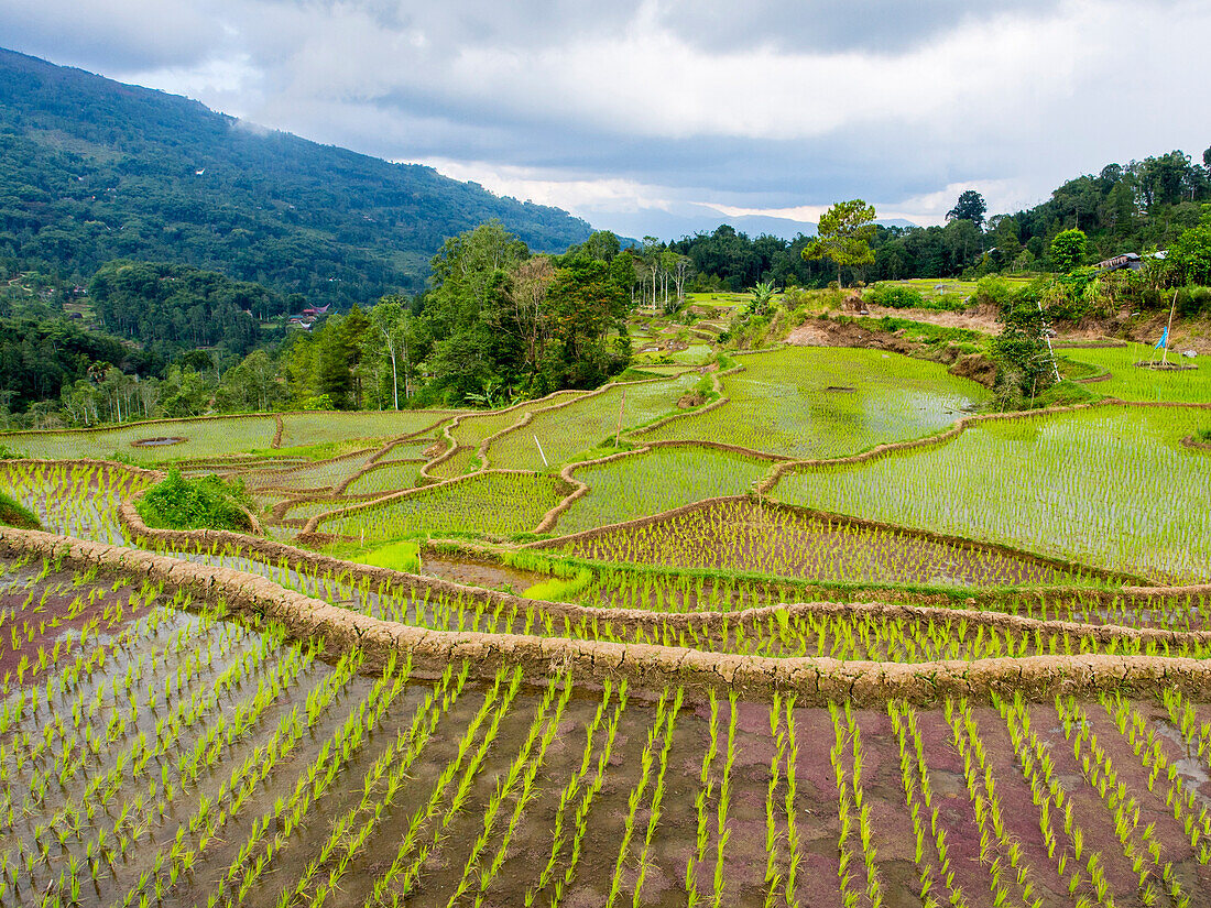 Rice paddies in Tana Toraja, Sulawesi, Indonesia, Southeast Asia, Asia