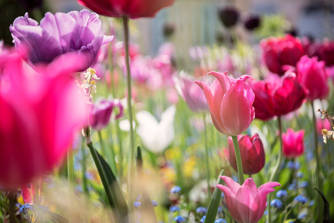 farbige Blumen im Innenhof, Neues Schloss in der Altstadt von Bayreuth, Franken, Bayern, Deutschland