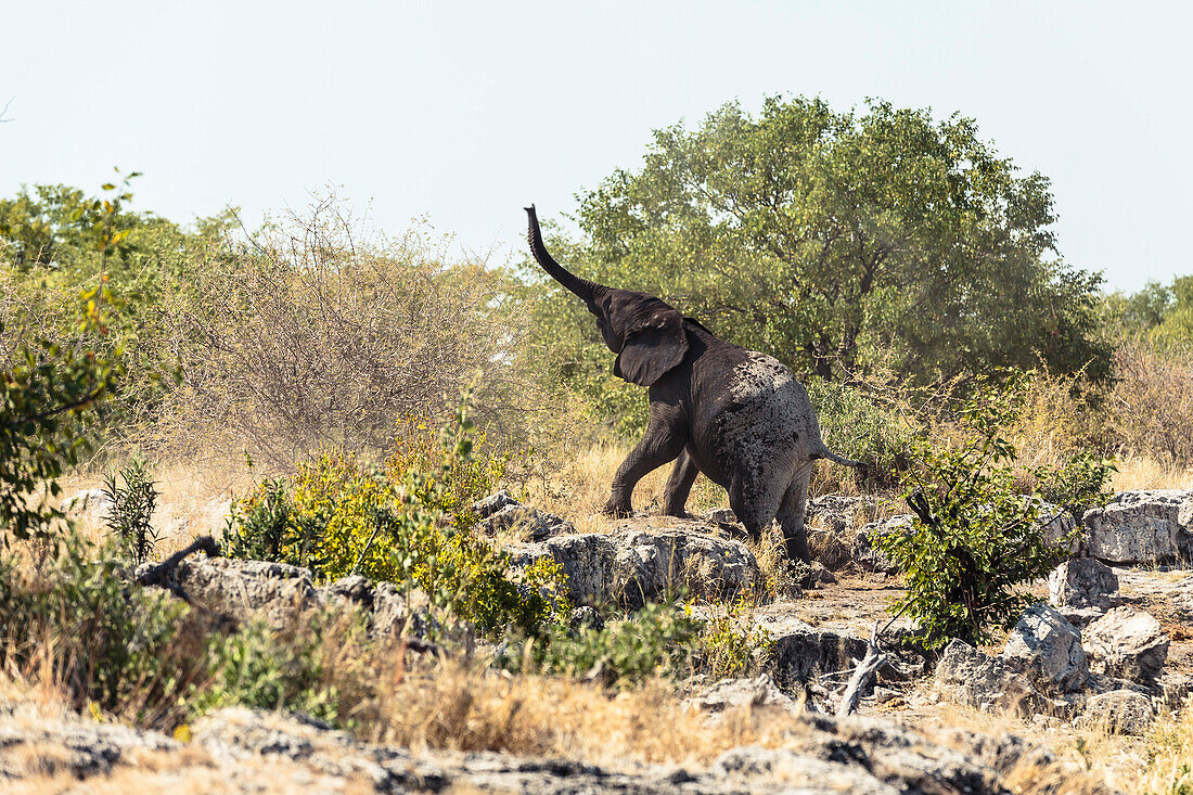 junger Elefant verlässt ein Wasserloch im Etosha-Nationalpark, Namibia, Afrika