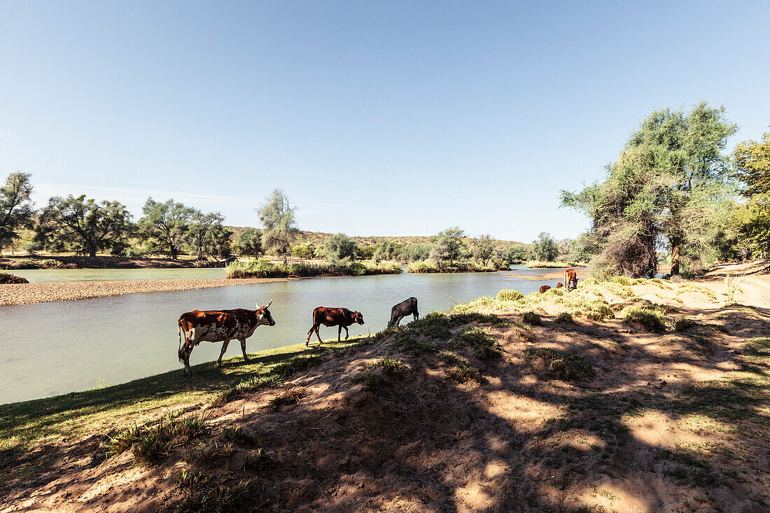 Rinder des Himba-Volkes am Kunene Fluss, dem Grenzfluss zu Angola. Namibia, Afrika