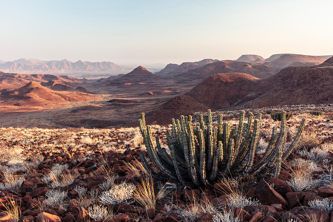 Blick aus dem Krone canyon nach Süden. Vorne eine Euphorbia Virosa / Gifboom,  Damaraland, Kunene, Namibia