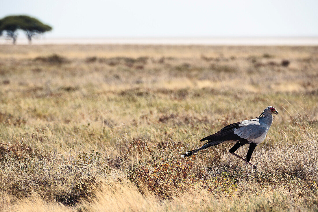 Sekretär-Vogel im Etosha-Nationalpark, Namibia, Afrika