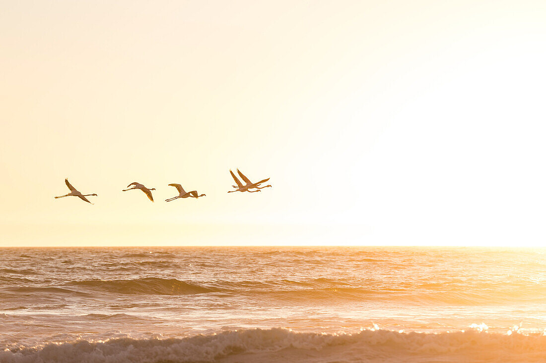 Flamingos fliegen bei Sonnenuntergang an der Atlantikküste zwischen Walvis Bay und Swakopmund, Erongo, Namibia, Afrika.