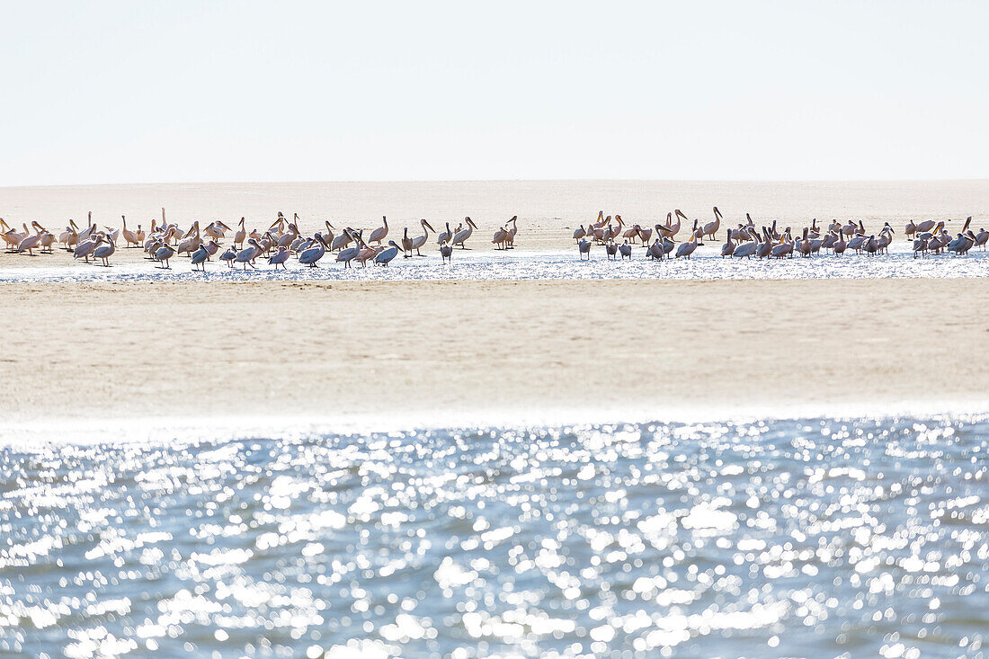 Pelicans in the lagoon of Sandwich Harbour, Walvis Bay, Erongo, Namibia, Africa.