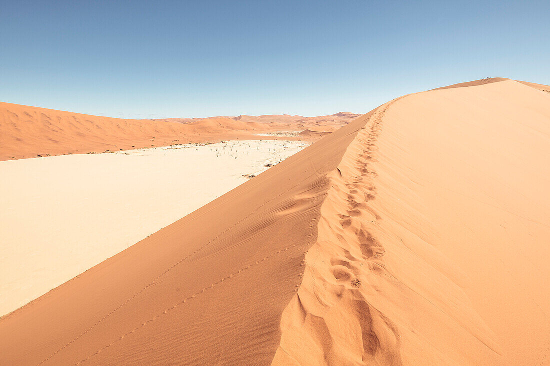 Ascent to the Big Daddy Dune, at 380 meters one of the worlds tallest dunes, near the Deadvlei clay pan, Sossusvlei, Namib Naukluft National Park, Hardap, Namibia, Africa