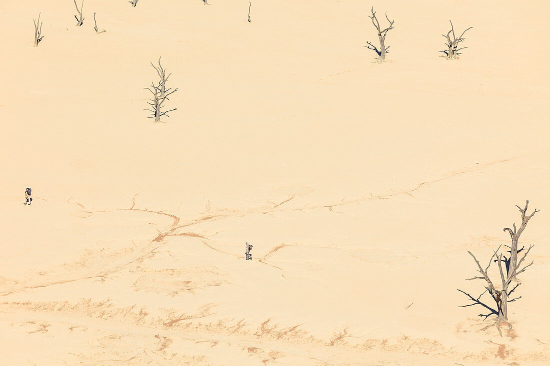 Wanderer zwischen 500 Jahre alten abgestorbenen Akazien in der Tonpfanne des Deadvlei, Sossusvlei, Namib Naukluft Nationalpark, Hardap, Namibia, Afrika