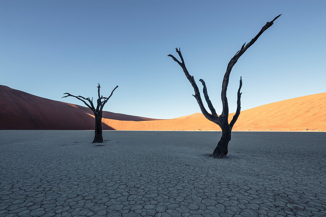 500 Jahre alte abgestorbenen Akazien in der Tonpfanne des Deadvlei. Links die Big Daddy, mit 380 Metern eine der höchsten Dünen der Welt. Sossusvlei, Namib Naukluft Nationalpark, Hardap, Namibia, Afrika