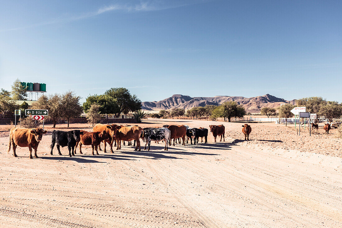 Rinder an der Straßenkreuzung der C27 und D826, Betta Campsite, Hardap, Namibia.