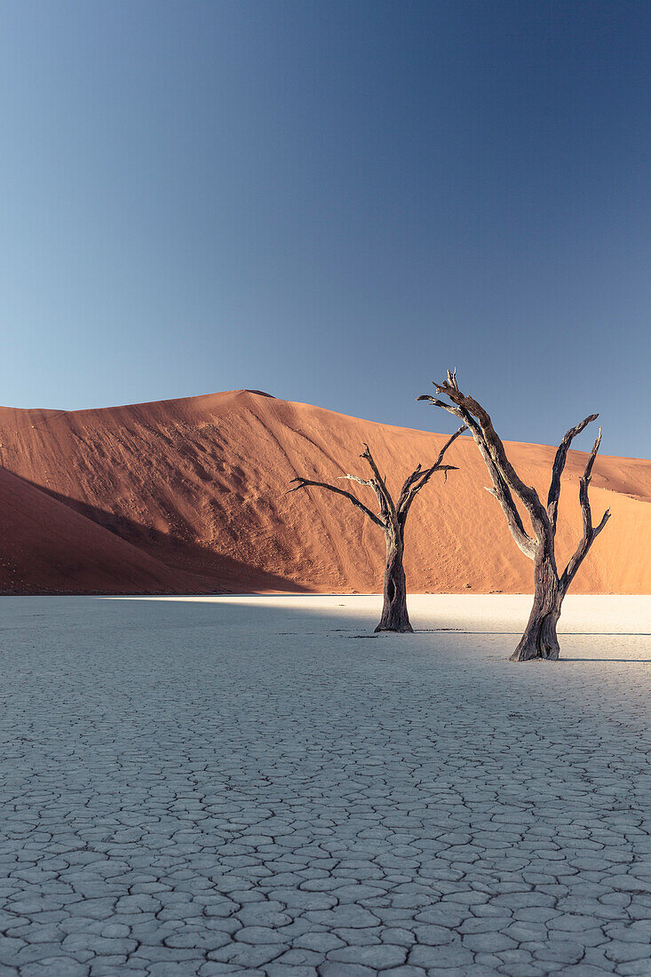 500 Jahre alte abgestorbenen Akazien in der Tonpfanne des Deadvlei, vor der Big Daddy, mit 380 Metern eine der höchsten Dünen der Welt. Sossusvlei, Namib Naukluft Nationalpark, Hardap, Namibia.