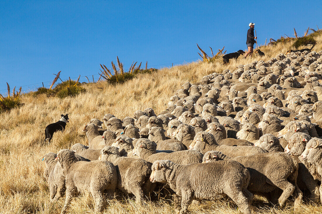 Merinoschafe, Mustering, Hirte mit Hunde, Herde, Mustering, Farm, Wolle, trockene Landschaft, Tiere, High Country, Earnscleugh Station, Central Otago, Südinsel, Neuseeland