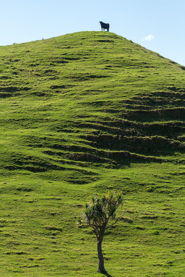 Cape Farewell, einsame Kuh auf grünem Hügel, Felder, einzelner Baum, Weidelandschaft, bei Whaririki Beach, South Island, Neuseeland