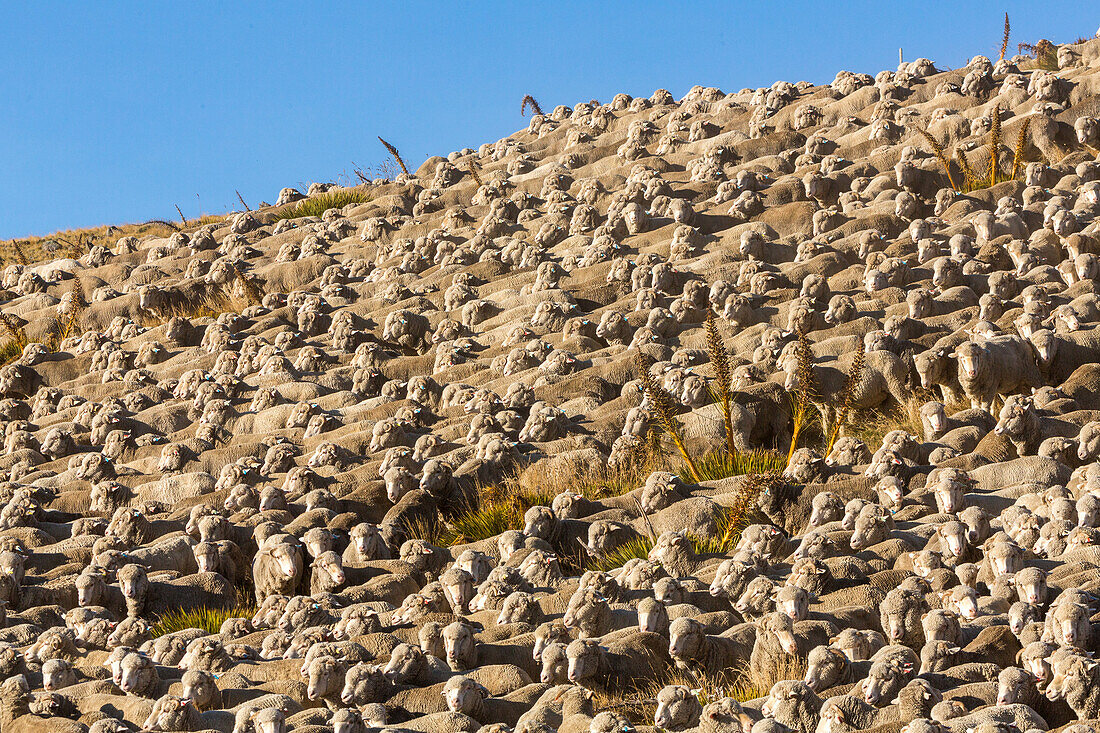 rounding up mob of merino sheep, dry landscape, nobody, wool, animal, High Country, Earnscleugh Station, Central Otago, South Island, New Zealand