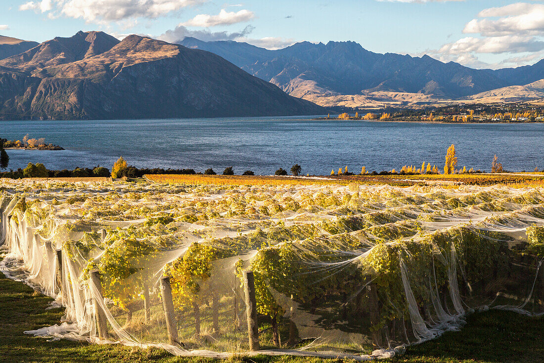 grape vines, protective bird netting, Rippon Vineyard, organic wine, autumn, shores of Lake Wanaka, nobody, Otago, South Island, New Zealand