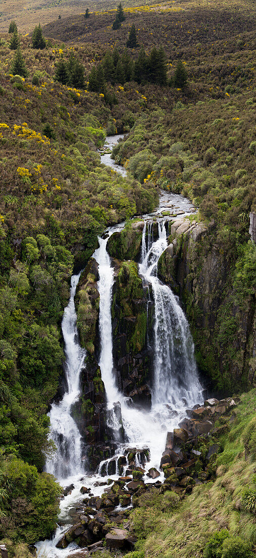 Waikato, North Island, New Zealand, Oceania