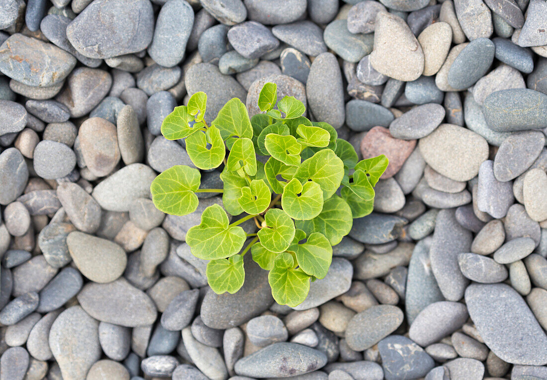 Plant surrounded by stones, Hastings, Napier, Hawks Bay, North Island, New Zealand, Oceania