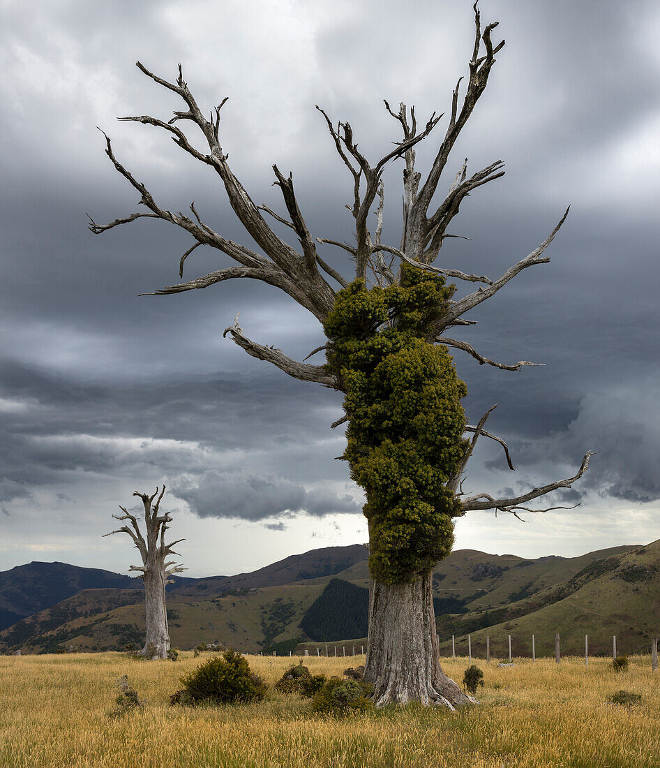 Banks Peninsula, Canterbury, Südinsel, Neuseeland, Ozeanien