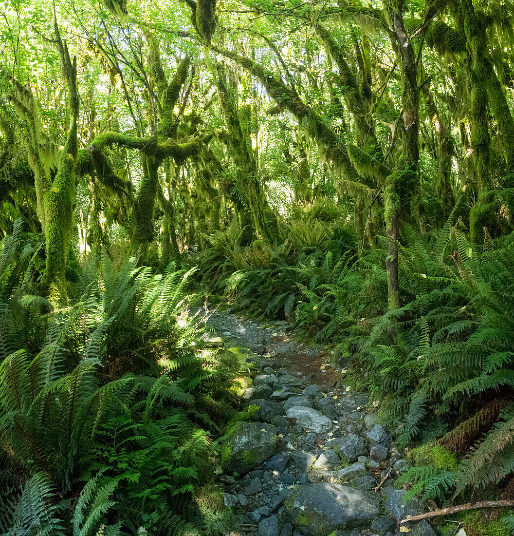 Milford Track, Great Walk, Fjordland National Park, Milford Sound, Southland, South Island, New Zealand, Oceania