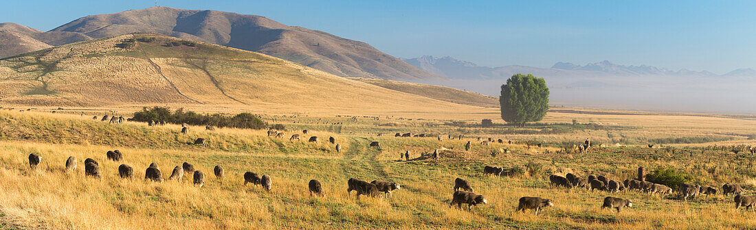 Cattle grazing, Lake Tekapo, Canterbury, South Island, New Zealand, Oceania
