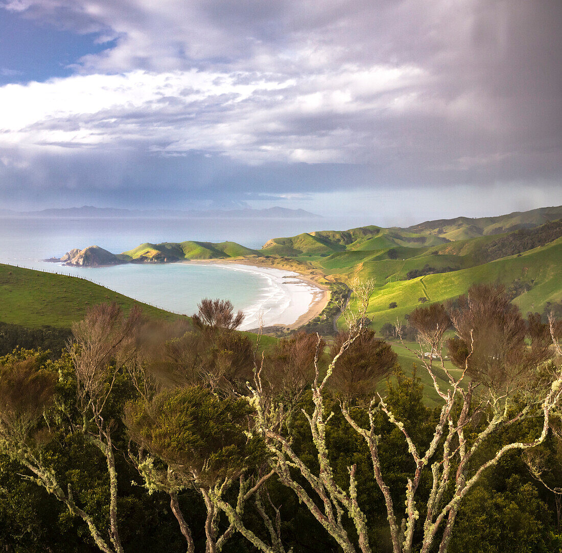 Port Jackson, Coromandel, Hauraki Gulf, Thames-Coromandel District, Coromandel Peninsula, North Island, New Zealand, Oceania