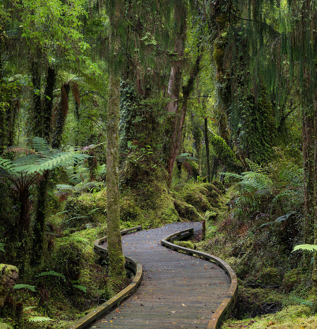 Trail through rain forest, West coast, South Island, New Zealand, Oceania