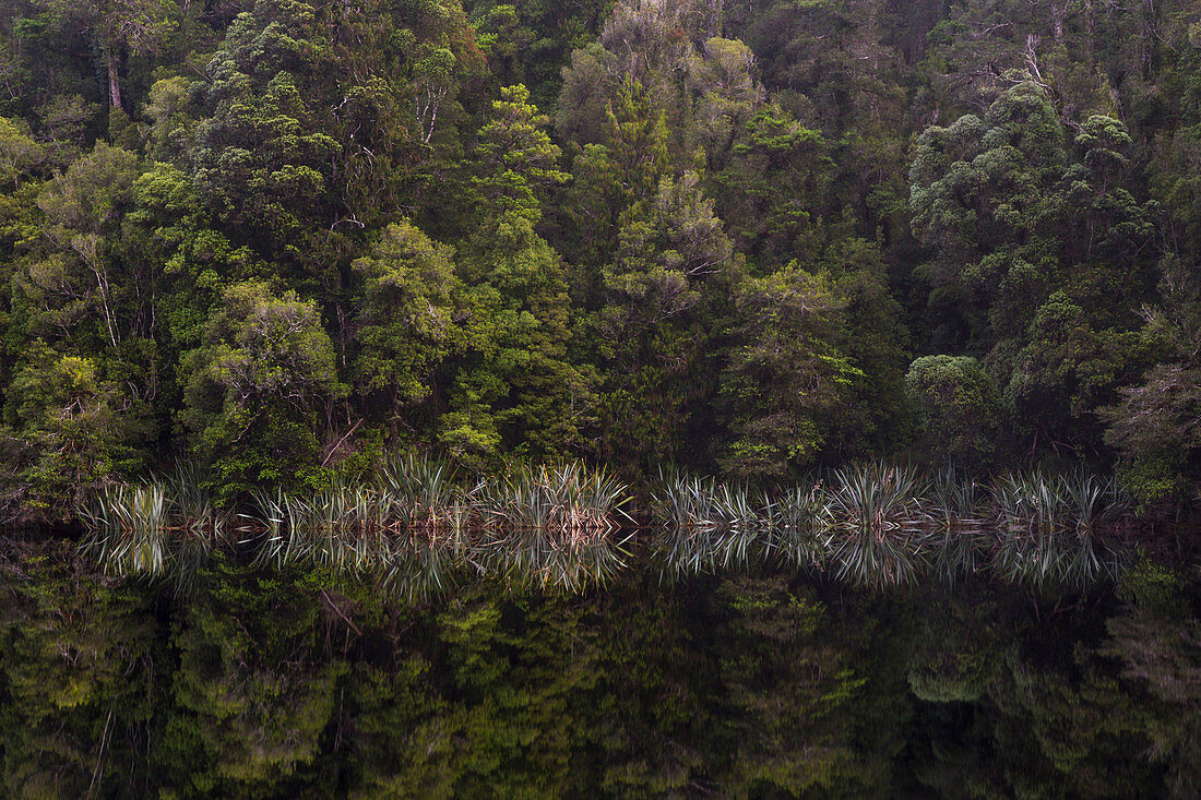Spiegelung im Wasser, Lake Matheson, Westland Tai Poutini National Park, Westküste, Südinsel, Neuseeland, Ozeanien