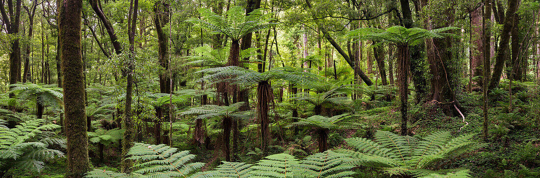 Whirinaki Forest Park, Bay of Plenty, Nordinsel, Neuseeland, Ozeanien