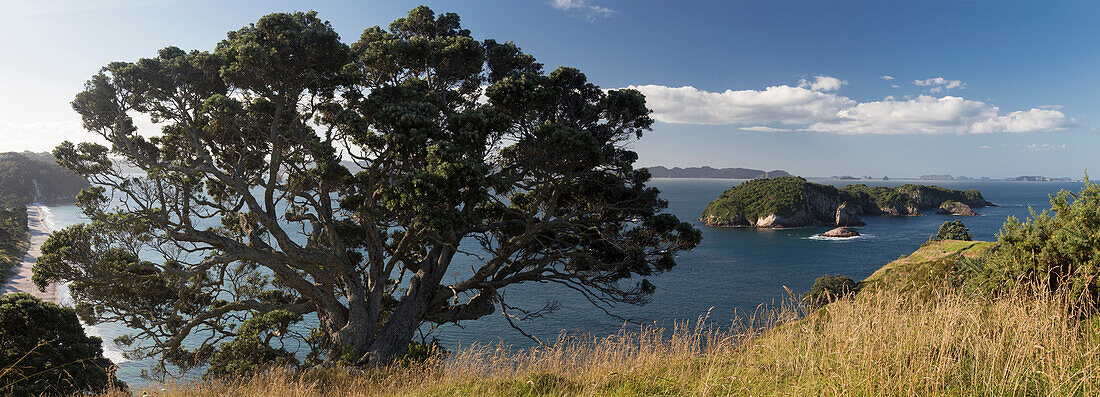 Hahei, Thames-Coromandel District, Coromandel Peninsula, North Island, New Zealand, Oceania