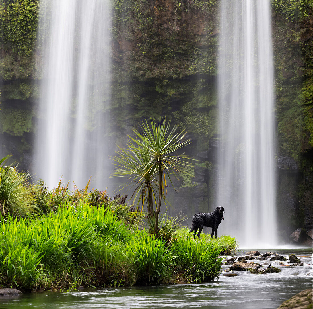 Waterfalls near Whangarei, North Island, New Zealand, Oceania