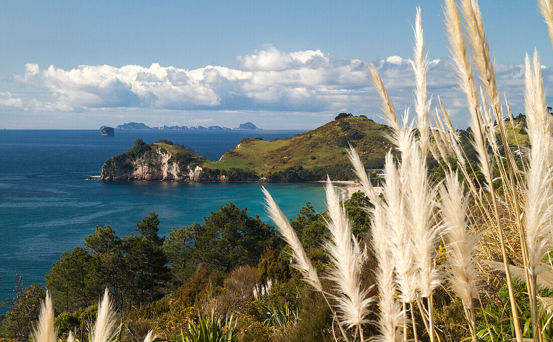 Hahei, Whitianga, Thames-Coromandel District, Coromandel Peninsula, Nordinsel, Neuseeland, Ozeanien