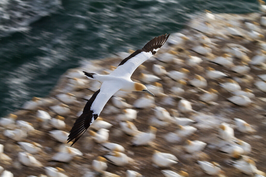 Gannet flying over Muriwai Beach, Waitakere Ranges Regional Park, Auckland, North Island, New Zealand, Oceania
