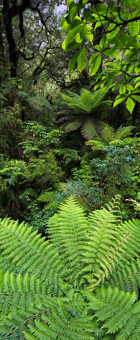 Fjordland National Park, Milford Sound, Southland, South Island, New Zealand, Oceania