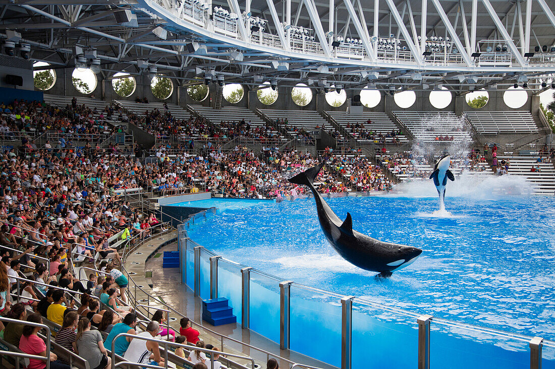 Orca killer whales breach during One Ocean show at Shamu Stadium of Sea World Orlando theme park, Orlando, Florida, USA