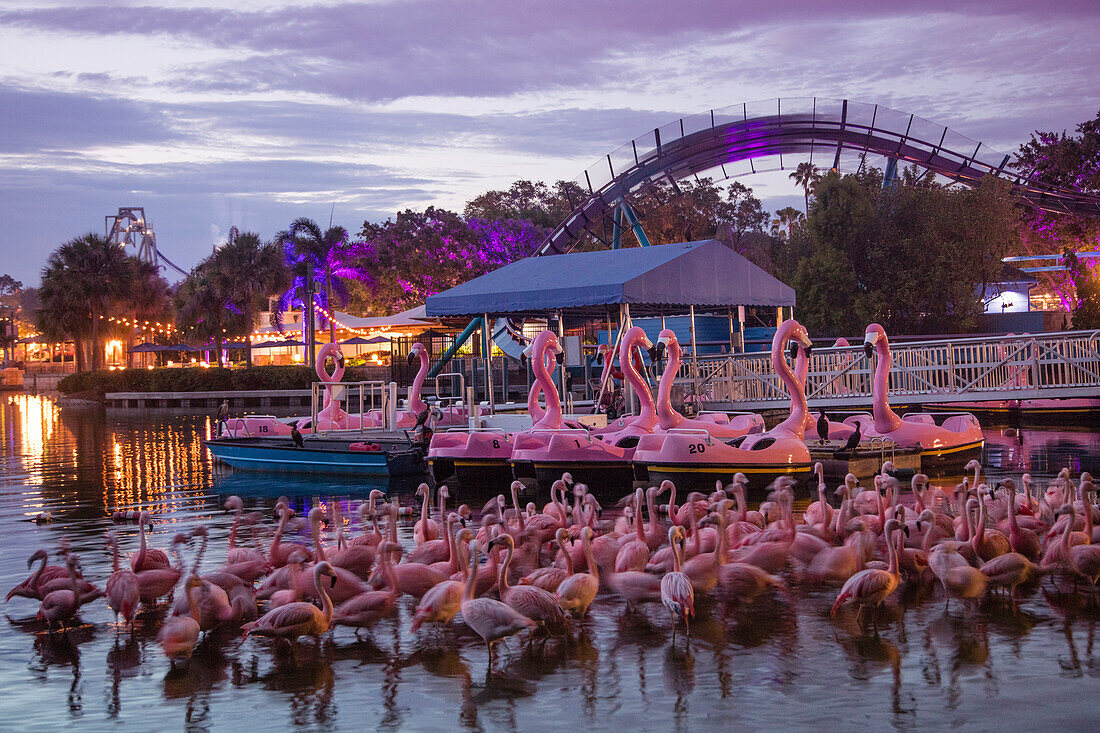 Rosa Flamingo Vögel und flamingoförmige Tretboote vor der Mako Hypercoaster Achterbahn im Sea World Orlando Freizeitpark in der Abenddämmerung, Orlando, Florida, USA