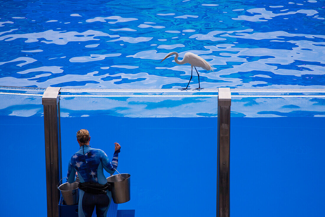 Egret on pool perimeter and marine animal trainer during One Ocean show at Shamu Stadium of Sea World Orlando theme park, Orlando, Florida, USA