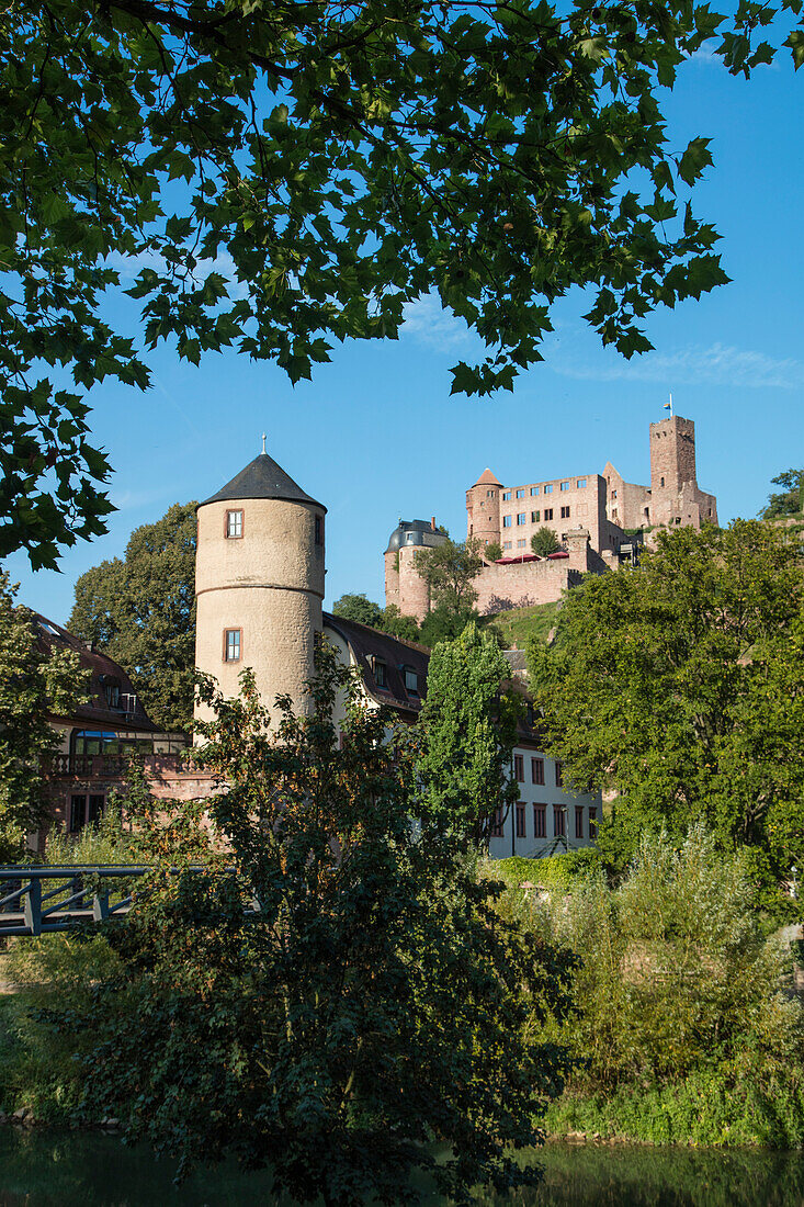 Uferlandschaft entlang Fluss Tauber mit Blick auf Turm und Burg Wertheim, Wertheim, Spessart-Mainland, Franken, Baden-Württemberg, Deutschland