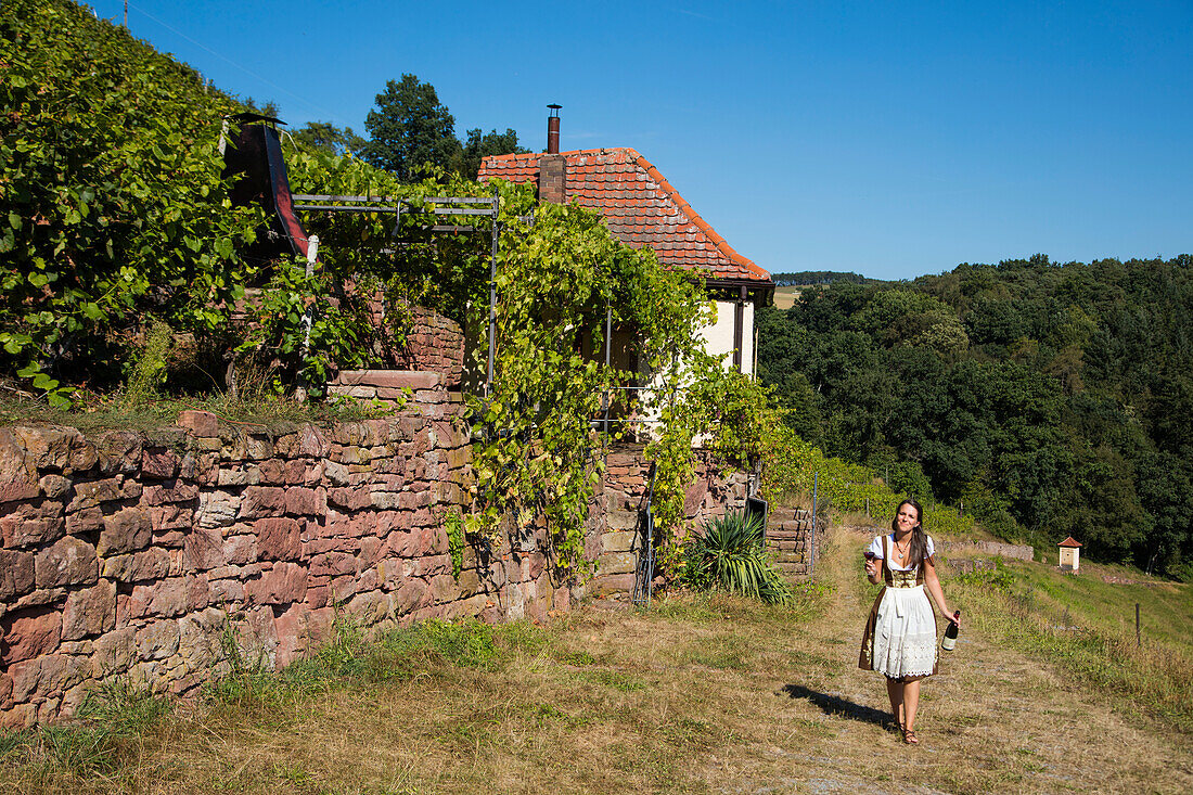 Young woman wears traditional dirndl and holds Frankenwein Franconian red wine while walking on path near vineyard, near Wertheim, Spessart-Mainland, Franconia, Baden-Wuerttemberg, Germany